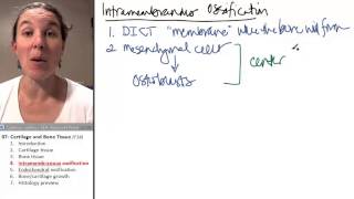 Bone  Cartilage 4 Intramembranous ossification [upl. by Burtis884]
