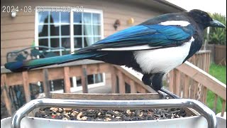 A Magpie Picking Peanuts Out Of The Birdseed [upl. by Tabb]