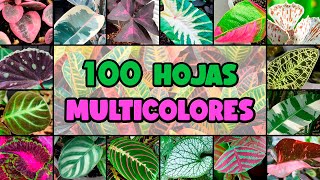 100 PLANTAS con HOJAS de MUCHOS COLORES [upl. by Anipsed]