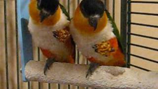 Scooter and Daisy  Black Headed Caique Breeder pair [upl. by Nial51]