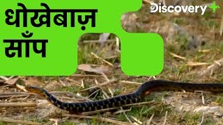 कीलबैक वाटर स्नेक  Keelback Water Snake Encounter  Wild Frank  Discovery Plus India [upl. by Florie]