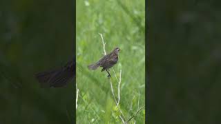 Female Redwinged Blackbird sings response to male [upl. by Vincents212]