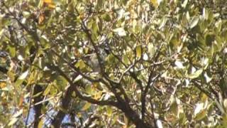 Calling Blackthroated Gray Warbler in the Huachuca MountainsSE AZApril 2 2009 [upl. by Akienaj]