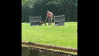 African Serval demonstrates its jumping abilities in slow motion [upl. by Barger910]