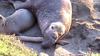 elephant seal mating seasonMOV [upl. by Gascony]