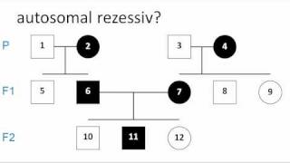 Genetik Stammbaumanalyse Erbkrankheiten [upl. by Albright]