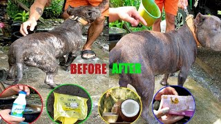 PINAKAMABISANG GAMOT sa galis ng ASO pet care secret step by step 🐶🐈‍⬛🐕 [upl. by Napas]