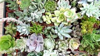 Jiimz Custom Collection of 64 unique Succulents [upl. by Acirre]