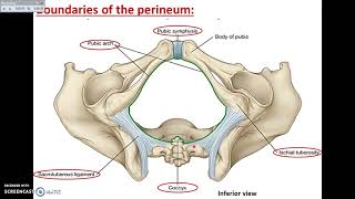 Overview of Perineum 1  Definition and Divisions  Dr Ahmed Farid [upl. by Ogaitnas]