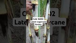 COLK 16202 Sugarcane Variety Science of Sugarcane Farming [upl. by Teik]