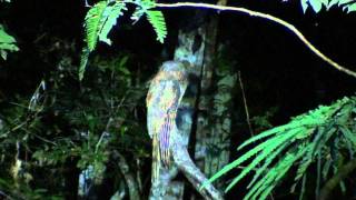 Amazonian Longtailed Potoo Nyctibius aethereus longicaudatus [upl. by Ttereve]