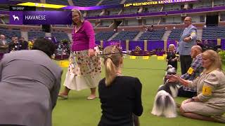 Havanese  Breed Judging 2024 [upl. by Arekat]