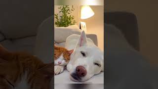 Funny animals 76 pets wildanimalscatdog funnyanimalsshorts [upl. by Amapuna462]