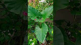 Colocasia is a genus of flowering plants in the family Araceae dactylifera violaceae shortsfeed [upl. by Lenno798]