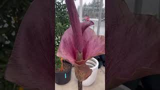 Amorphophallus konjac in bloom at Valleyview Gardens amorphophallus corpseflower [upl. by Karas580]