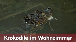 Reptil TV  Folge 111 – Krokodile im Wohnzimmer [upl. by Ainadi]