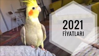 2021 SULTAN PAPAĞANI FİYATLARI [upl. by Arratahs60]