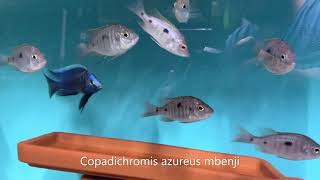 Integral Aquatics Copadichromis azureus mbenji [upl. by Candida]