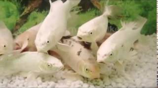 Koi cute and Funny Baby Fish Videos [upl. by Alket]