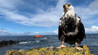 Glenapp Castle Hebridean Sea Safari [upl. by Thomasin]