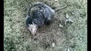 opossum playing dead 3 [upl. by Eissak]