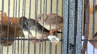 Showing how noisy a Zebra Finch family can be HD [upl. by Shaff]