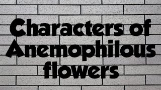 Characteristics of Anemophilous flowers [upl. by Yreffej]