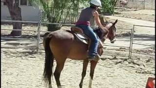 Must Watch Horses First Ride [upl. by Arada]