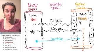 Nephron 4 Mechanisms [upl. by Luciana]