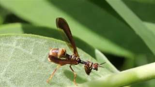 Wasp Mantidfly  Climaciella brunnea [upl. by Nek]