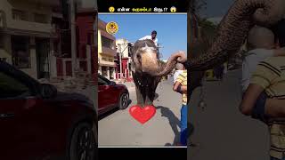 எதனால இப்படி யானைகளோட சாணத்தை சேகரிக்கிறாங்க  Collecting Elephant Dung  Animal Voiceover Tamil [upl. by Nellda]