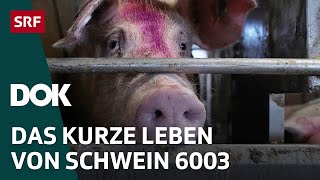 Unser täglich Fleisch – Von Gülle Jobs und Umweltschäden  DOK  SRF [upl. by Stronski446]