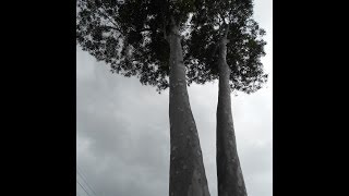 Plant ID Lemon Scented Gum Corymbia citriodora [upl. by Purse]