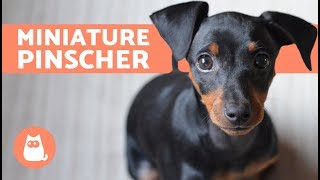 Miniature Pinscher – Characteristics Care and Training [upl. by Alla]