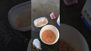 How to make grits pack bait for Carp Fishing [upl. by Analart395]