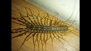 Nightmare Fuel House Centipede  Scutigera Coleoptrata [upl. by Hamilah]