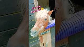 Horses love apples 🍏 horse apple shorts short shortvideo youtube youtubeshorts animals cute [upl. by Sosthena]