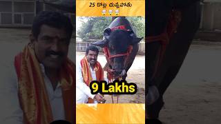 🤯 shahenshah bull earn 9 lakhs per month Telugu facts [upl. by Gnol]