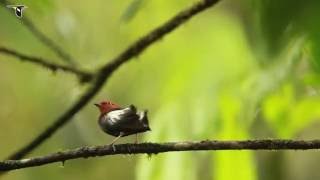 ClubWinged Manakin Dance [upl. by Ellives168]