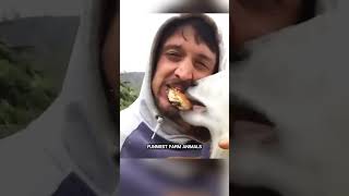 FUNNY ANIMALS 8 dogs trynottolaugh funnyvideos dog cats pets funnydogs animal cute [upl. by Amoritta]