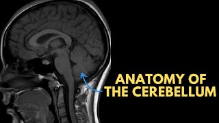 Anatomy of the cerebellum on MRI [upl. by Noivad]