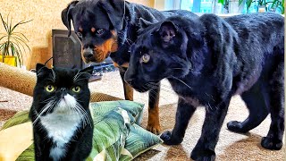 Panther Lunas reaction to a new cat 😳ENG SUB [upl. by Knapp953]