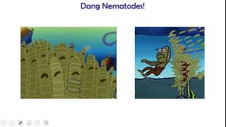 Invertebrate Biology Flat and Round Worms Platyhelminthes amp Nematodes [upl. by Loginov]