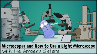 Microscopes and How to Use a Light Microscope [upl. by Anjanette]