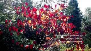 Cercis canadensis Forest Pansy [upl. by Petronia]