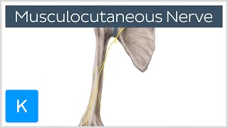 Musculocutaneous Nerve  Innervation amp Origin  Human Anatomy  Kenhub [upl. by Jair7]