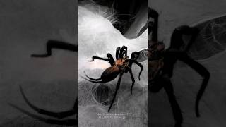 spider feeding  French Guianan curtain web spider amp Colombian curtain web spider spider [upl. by Atrahc]