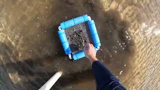 Ghost Shrimp Pumps work Great  Navarre Beach [upl. by Abshier]