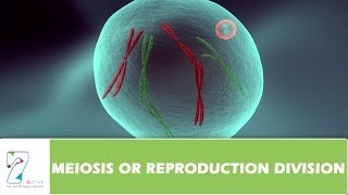 MEIOSIS OR REPRODUCTION DIVISION  PART 02 [upl. by Aratahc887]