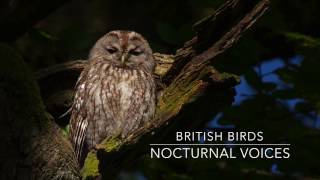 British Birds  Nocturnal Voices [upl. by Thgiwd]